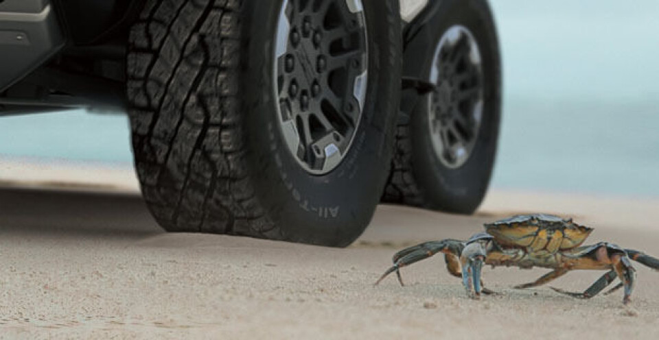 Hummer skal krabbe