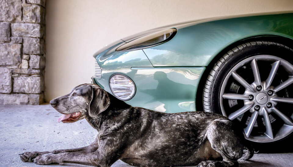 Tinius GreveMin gamle hund, Nala, tar en pause fra den varme solen i Frankrike ved siden av min onkels Aston Martin DB7. Flott hund og nydelig bil!