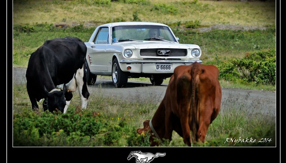 Reidar NybakkeEn Mustang til fjells...