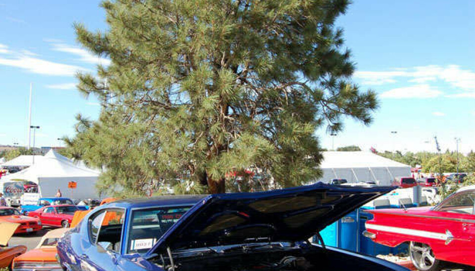 Hot August Nights 2016, Reno Nevada1969 Chevy ChevelleFoto: Knut Skallerud