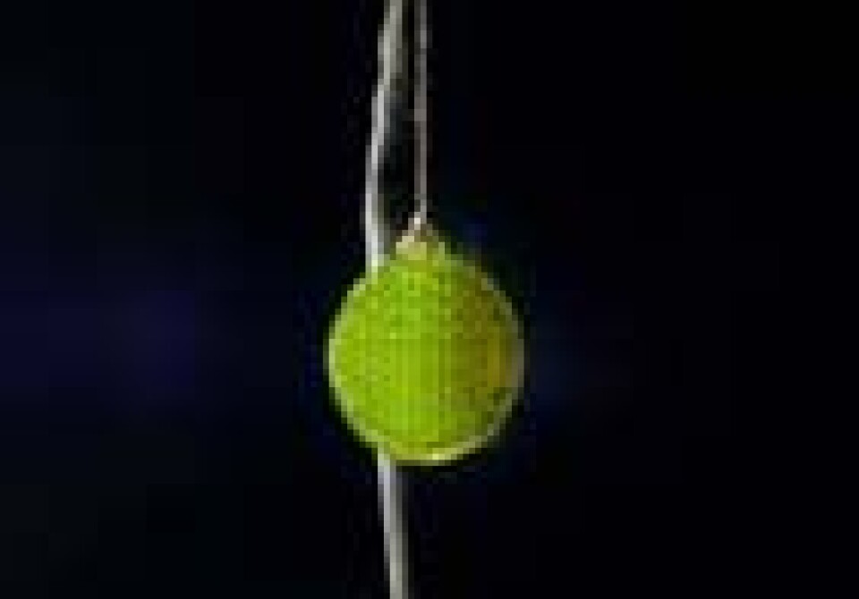 Gratis refleks halverte bruken